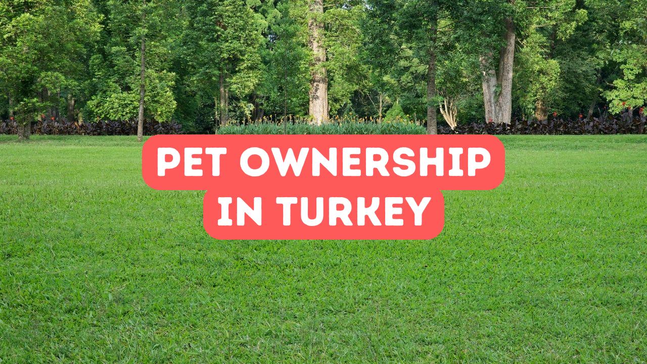 Pet Ownership in Turkey Regulations and Support Systems